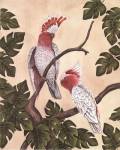 White Mitchell Cockatoos by Dianne Krumel