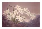 White Orchids by Keiichi Nishimura