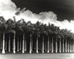 White Palms, Costa Rica by Monte Nagler