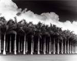 White Palms, Costa Rica by Monte Nagler