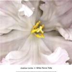 White Parrot Tulip by Andrew Levine