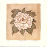 White Peony by Mary Hughes