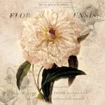 White Peony I by Carol Robinson