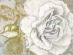 White Rose Blossom by Marie-Elaine Cusson