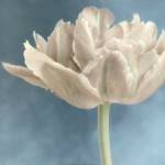 White Tulip I by Sondra Wampler