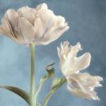 White Tulip II by Sondra Wampler