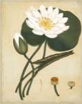 White Water Lily by Henry Andrews