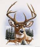 Whitetail Deer Montage/ Winter by William Vanderdasson