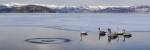 Whooper swans (Cygnus cygnus) on frozen lake, Lake Kussharo, Akan National Park, Hokkaido, Japan by Panoramic Images
