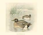 Wigeon by F.W. Frohawk