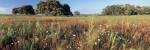 Wild flowers in a field, Andalucia, Spain by Panoramic Images