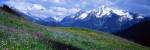 Wildflowers Along Mountainside, Zillertaler, Austria by Panoramic Images