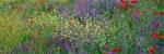 Wildflowers El Escorial Spain by Panoramic Images