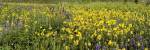 Wildflowers in a field, Crested Butte, Gunnison County, Colorado, USA by Panoramic Images