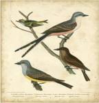 Wilson's Flycatcher by Alexander Wilson