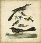 Wilson's Mockingbird by Alexander Wilson