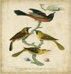 Wilson's Orchard Oriole by Alexander Wilson