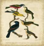 Wilson's Painted Bunting by Alexander Wilson