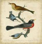 Wilson's Wood Thrush by Alexander Wilson