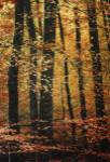 Wind in the Trees by Philippe Sainte-Laudy