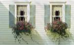 Windows With Flowerboxes by Zhen-Huan Lu