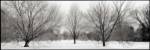 Winter Garden I by Alan Blaustein