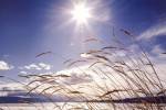 Winter Grass by Andrew Geiger