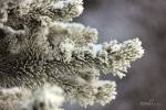 Winter Pine by Dale MacMillan Dale MacMillan