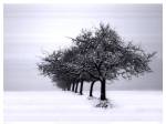 Winter Tree Line I by Ilona Wellmann
