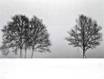 Winter Tree Line II by Ilona Wellmann