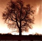 Winter Tree No. 1 by Mark Baker