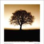Winter Tree No. 2 by Mark Baker