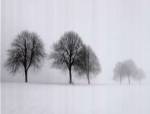 Winter Trees II by Ilona Wellmann