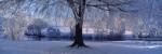 Winter Trees Perkshire Scotland by Panoramic Images