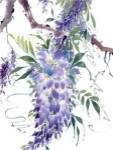 Wisteria Garden II by Nan Rae
