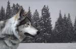 Wolf Portrait by Ron Parker
