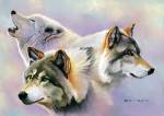 Wolves are Forever by Bob Quick