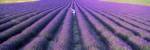 Woman walking through fields of lavender, Provence-Alpes-Cote d'Azur, France by Panoramic Images
