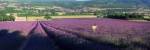 Woman walking through fields of lavender, Provence-Alpes-Cote d'Azur, France by Panoramic Images