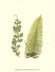 Woodland Ferns VI by E.J. Lowe