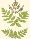 Woodland Ferns VII by E.J. Lowe