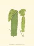 Woodland Ferns VIII by E.J. Lowe