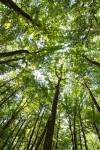 Woods, Shenandoah National Park by Michael Hudson