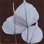 X-ray Leaf Study in Teal II by Albert Koetsier