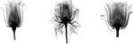 X-Ray Rose Triptych by Bert Myers