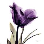X-ray Royal Purple Parrot Tulip by Albert Koetsier
