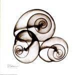 X-ray Snail Shells, Sepia by Albert Koetsier