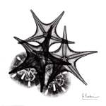 X-ray Starfish & Sand Dollar, b/w by Albert Koetsier
