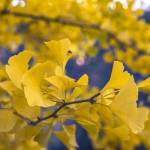 Yellow by Jason Matias