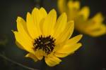 Yellow And Black Flower Bloom by Gordon Semmens